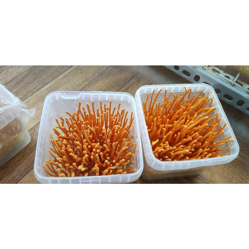 Đông Trùng Hạ Thảo tươi