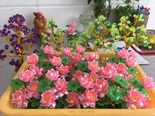 Chậu sen mini cao 11cm-3 bông