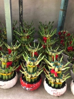 Chậu Trúc Phú Quý 2 tầng