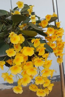 vảy rồng giề nhỏ