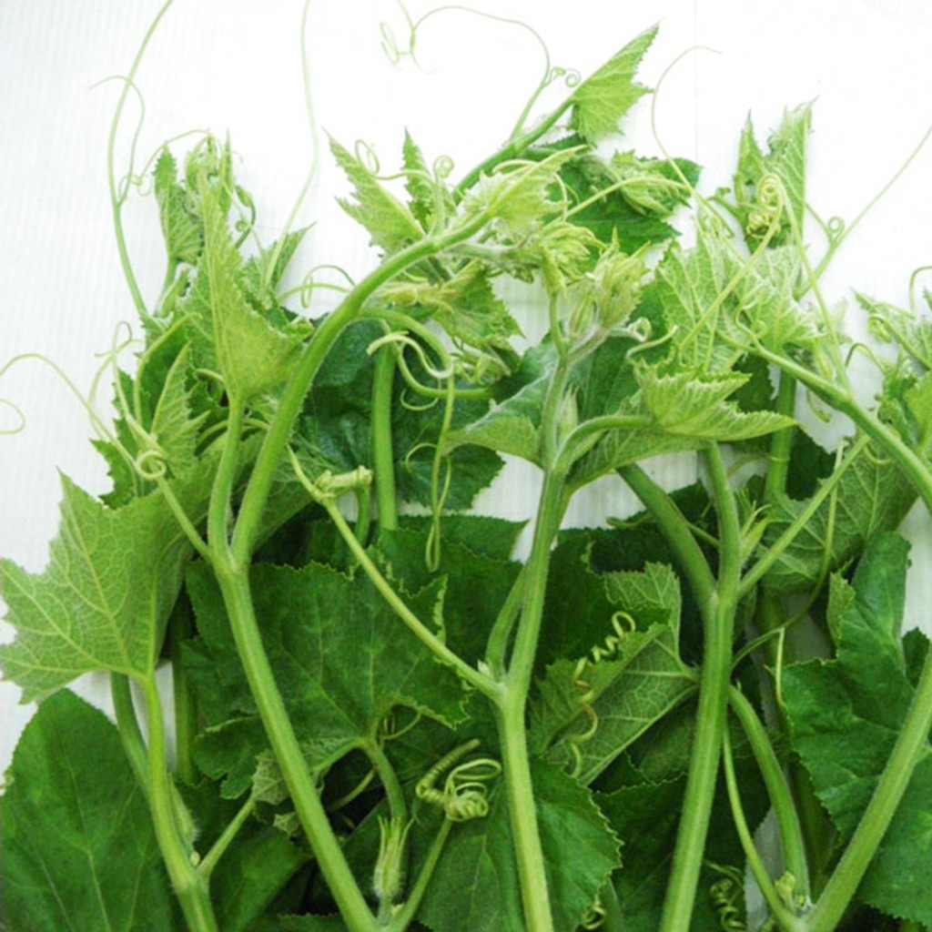 Hạt giống bí siêu ngọn F1 siêu dễ trồng thu hoạch cao [ gói 50gram,100gram,200gram]