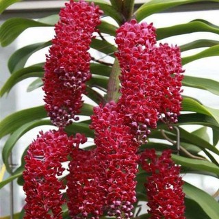 Trâu thái giống