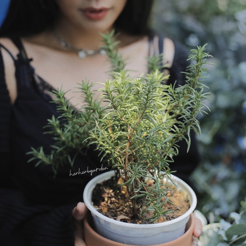 Cây hương thảo - Rosemary - Sài Gòn