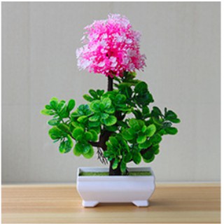 Chậu hoa bonsai để bàn