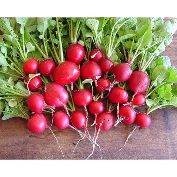 Hạt Giống Củ cải đỏ F1 (lucky seeds)