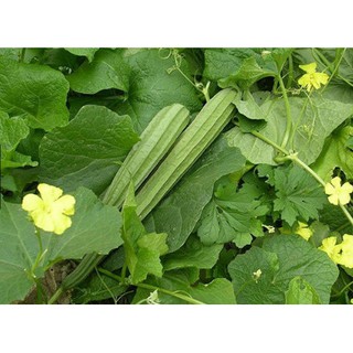 5 Hạt Giống Mướp Khía