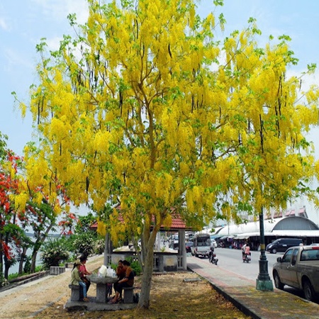 Cây giống Muồng Hoàng Yến Osaka vàng giá đẹp, giá tốt giống chuẩn, sớm nở hoa cho gia chủ
