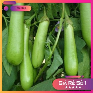 Hạt giống Cà xanh mỡ (0.5g)