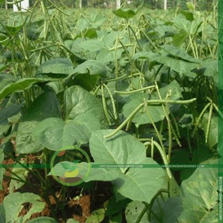 Hạt giống Đậu xanh 100gr