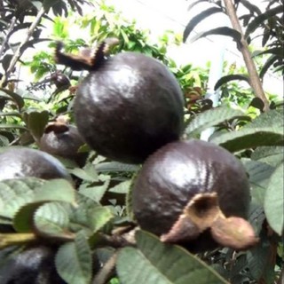 Cây ổi tím lá kim + Tặng (0,3kg) phân hữu cơ cao cấp