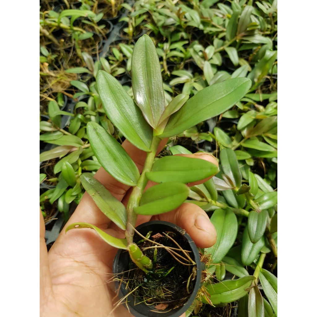 [Siêu Sale] combo 10 loại giã hạc đăkgle, chugiangsin, easo,....