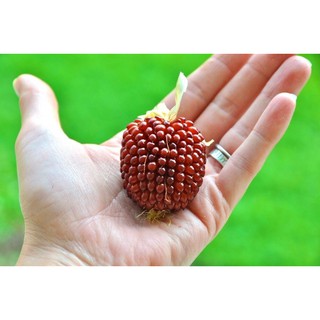 Hạt Giống Ngô Nếp Lai Tím