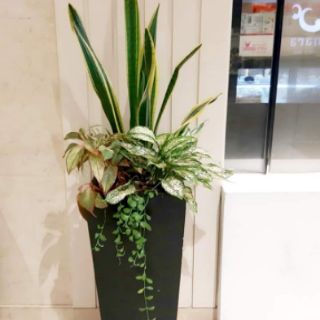 Cây 🌲 Lưỡi hổ cao