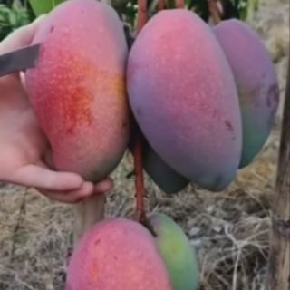 Cây xoài tím giống