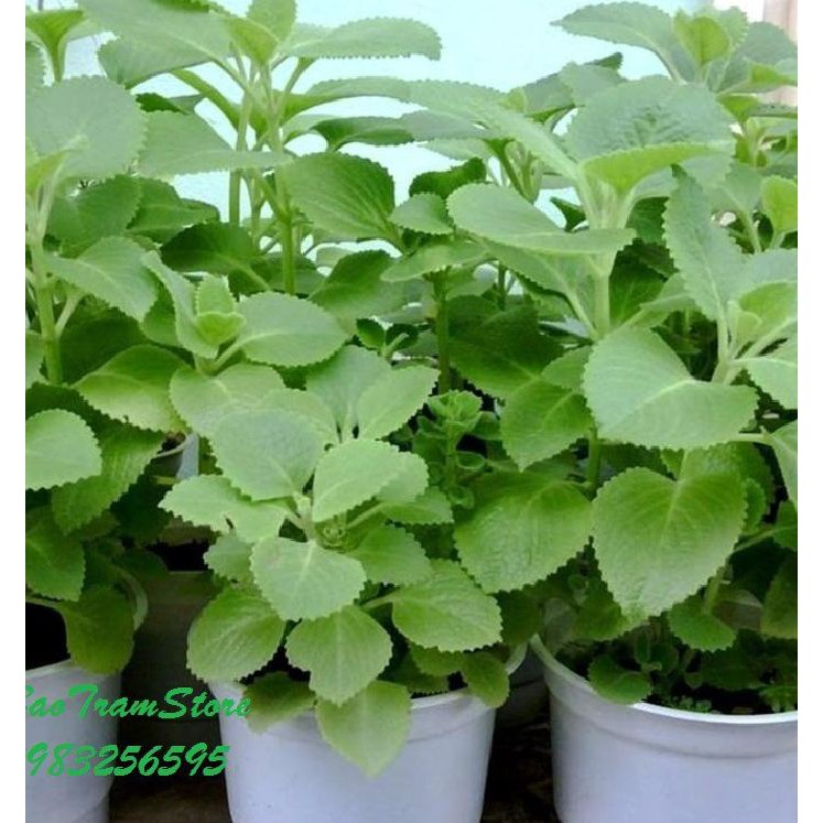 Hạt giống Rau Húng chanh hay tần dày lá -