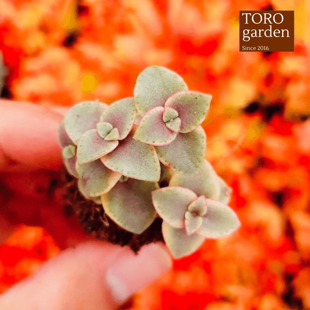Sen đá sedum vảy rồng Đà Lạt size mini cây cảnh trang trí nhà cửa Toro garden