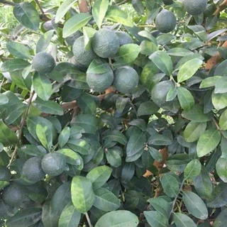 Cây giống chanh tứ qúy ăn lá
