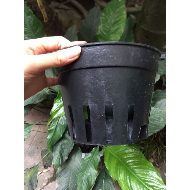 combo 50 chậu nhựa trồng lan đen đủ size (từ phi 21- phi 28) - ship hàng siêu nhanh, hàng sẵn kho