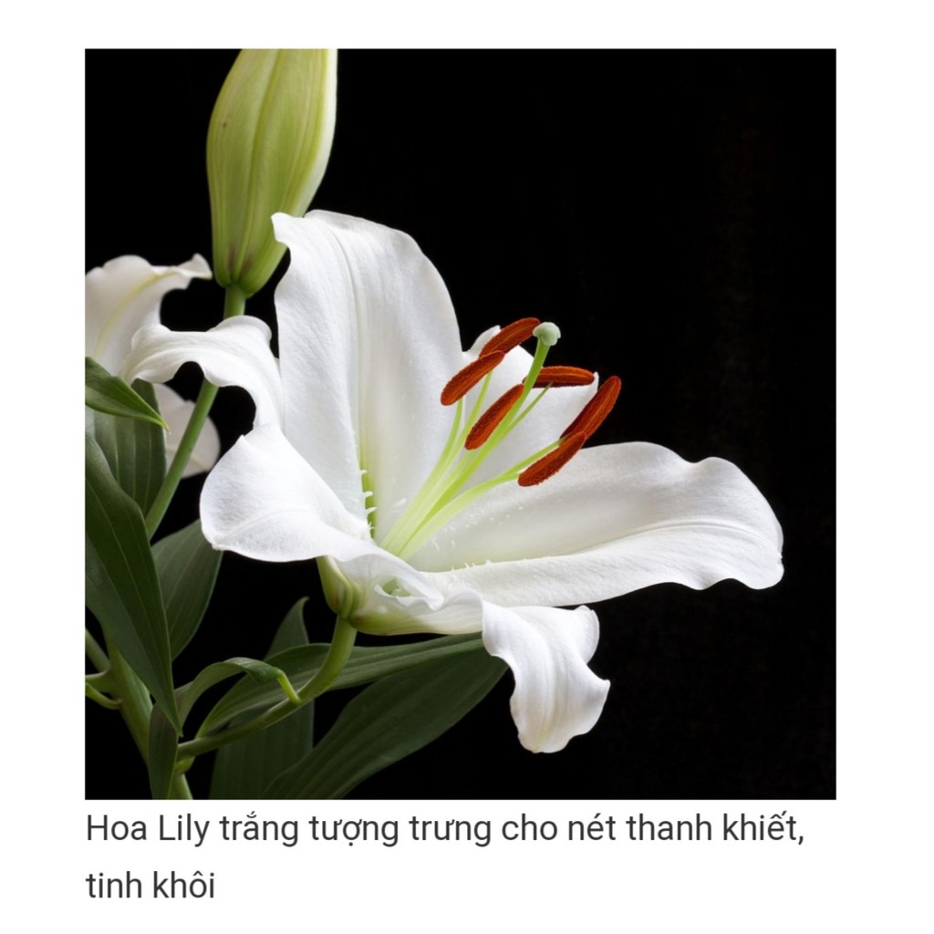 HOA LY THƠM. Combo 1 Củ Giống Hoa Ly Thân Cao Thơm Hoa Kép Màu Trắng  - Cho Hoa Vụ Tết - sạch bệnh, nhanh lớn