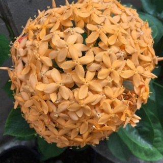 Hoa mẫu đơn vàng cam siêu bông