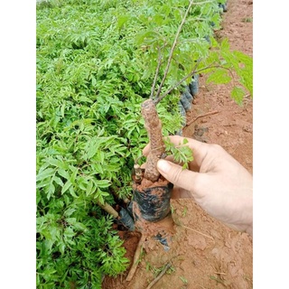 5 cây đinh lăng nếp lá nhỏ