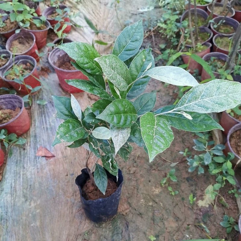 Cây nhót ngọt siêu quả