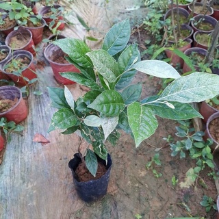 cây nhót ngọt siêu quả