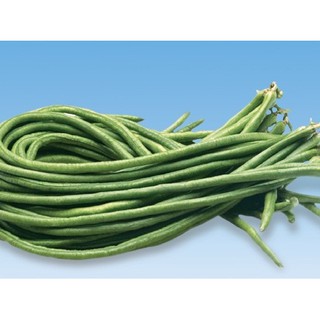 Hạt giống Đậu đũa xanh hạt đen