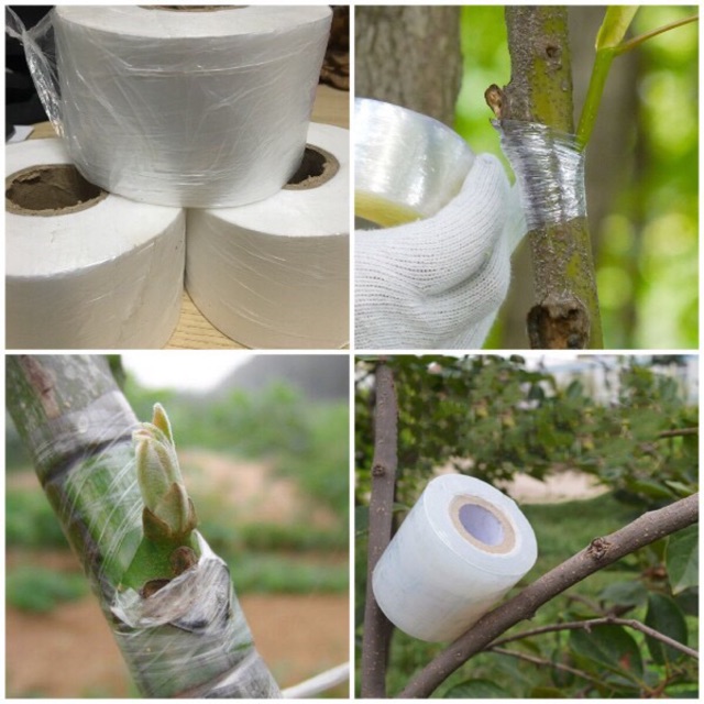 Băng keo ghép cành tự hủy