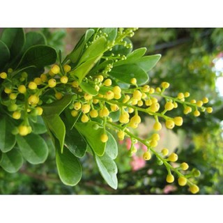 cây giống HOA NGÂU