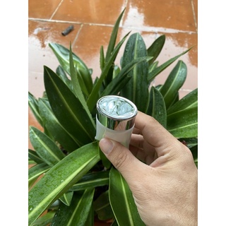 Tuýp 50ml đựng mỹ phẩm,Tuýp 50ml