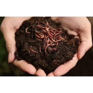 [Có sẵn] [Ảnh thật] Phân Trùng Quế 2 Kg (Phân trùng quế cao cấp)