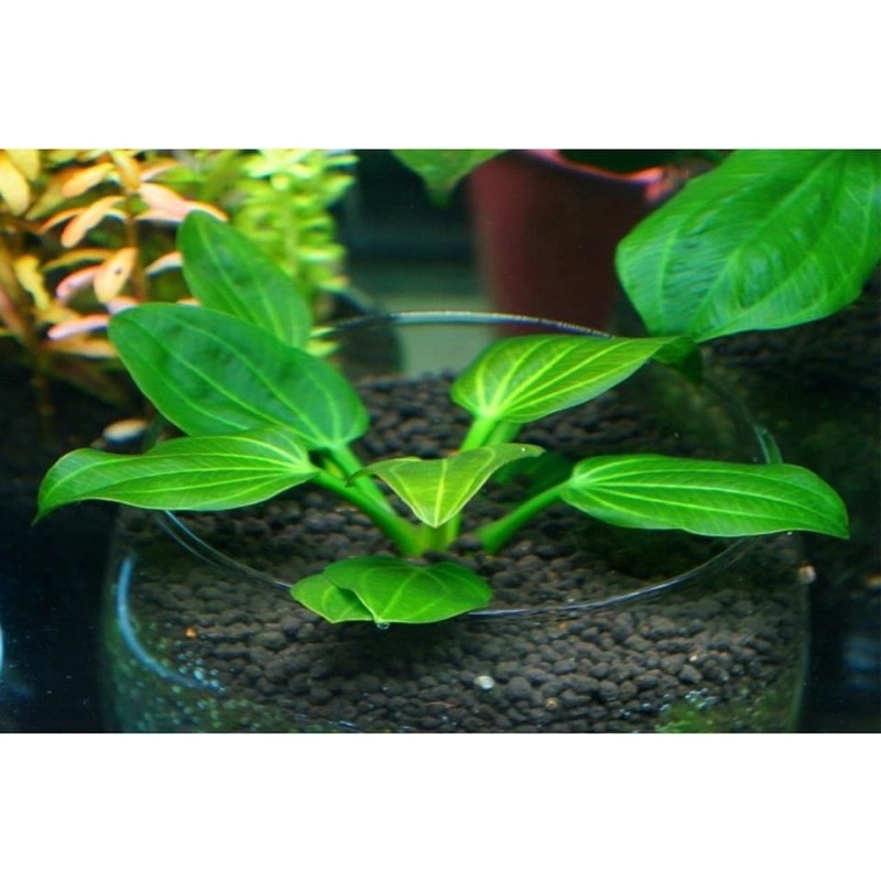 Echinodorus iguazu 2009 - Trầu 09  - Cây Thủy Si