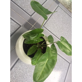Trầu bà tỷ phú Philodendron Burle Marx