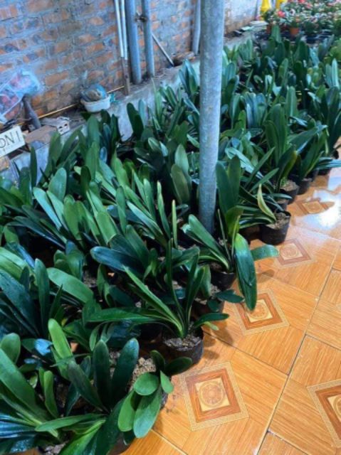 Hoa Lan Quân Tử Siêu Đẹp