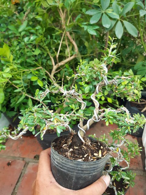 Linh sam 86_ bonsai mini để bàn.