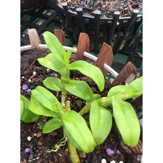 Ám cổ văn giang (kie 4-5cm)