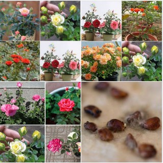 Hạt giống hoa hồng tỉ muội nhiều màu - Gói 20 hạt - Tặng gói kích mầm