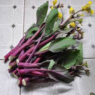 10 Gram cải ngồng tím - Rau cải ngồng đỏ