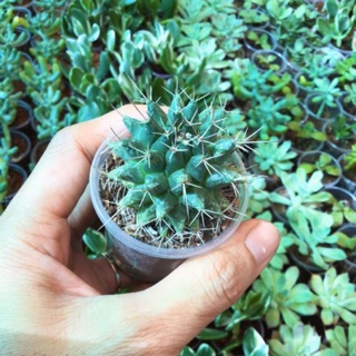 Xương rồng sầu riêng 4cm