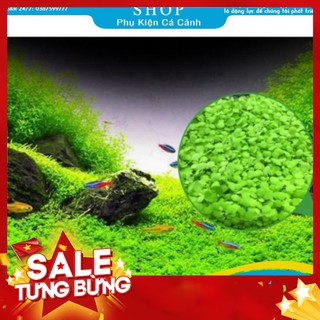 Hạt mầm thủy sinh ❤️FREESHIP❤️ hạt thanh điệp, ngưu mao chiên