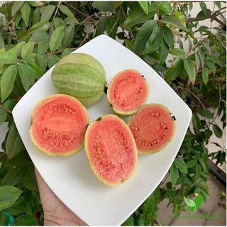 Cây giống ổi cẩm thạch - giống mới -UtNho