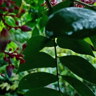 Lá khế khô hoặc tươi 1kg