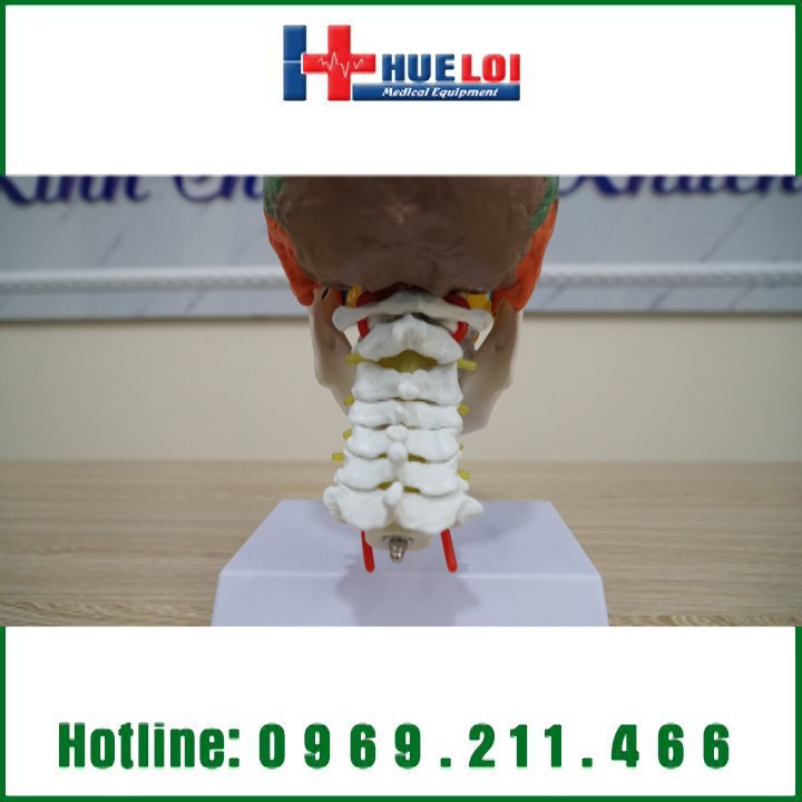 Mô hình giải phẫu xương sọ não chi tiết
