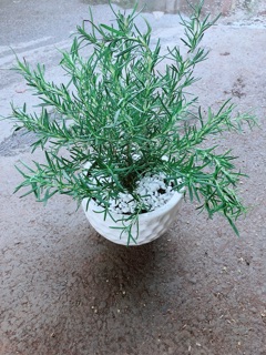 Chậu Hương Thảo