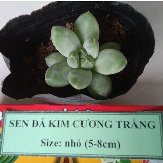 Sen đá kim cương trắng - size nhỏ (5-8cm)