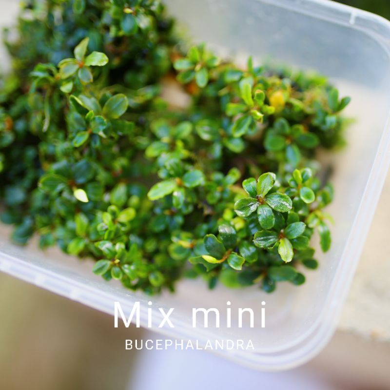 Bucep mix mini | Cây thủy sinh nguyên cụm | Hàng bụi | lá cạn