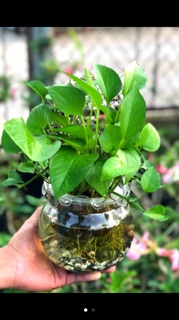Trầu bà thuỷ sinh