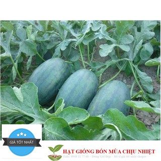 Gói 10 hạt giống dưa hấu hắc mĩ nhân