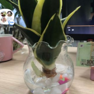 Cây lưỡi hổ thủy sinh